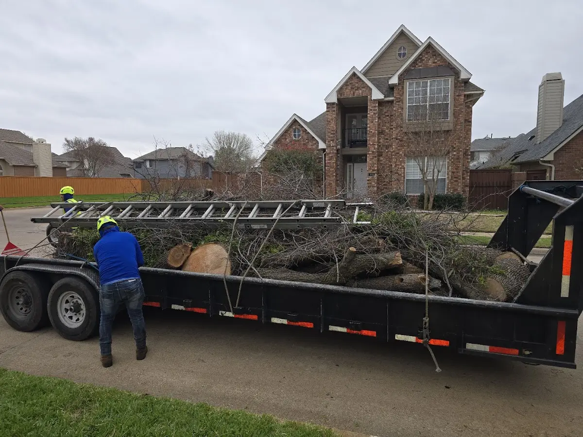 Expert Tree Removal with proper safety equipment in Banner
